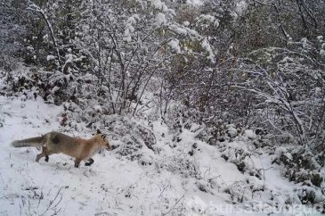 Yiyecek bulmakta güçlük çeken yabani hayvanlar!
