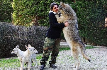 Kurtlar hakkında bilmemiz gerekenler

