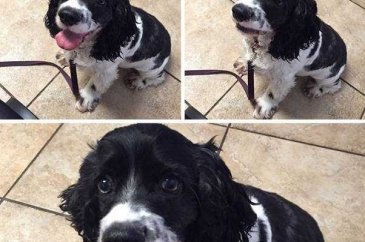 Veterinerden korkan köpeklerin komik tepkileri