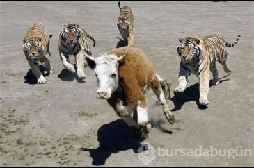 Canlı canlı kaplanların arasında!