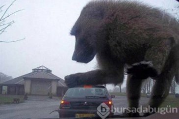 Dikkat! Beyniniz sizi yanıltıyor!