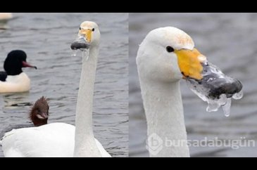 Günün en çok paylaşılan fotoğrafları