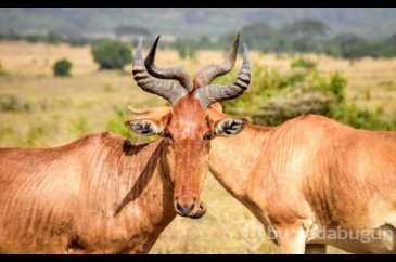 Kenya'da başkentin göbeğinde safari heyecanı