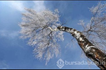 Soğuk güzeller!


