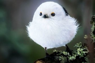 Gerçek dünyada Angry Birds'ler
