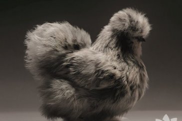 Dünyanın en güzel 30 tavuğu

