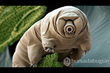 Dünyanın en dayanıklı canlısı: Tardigrad