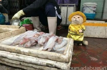 Balık satıcısı kedi
