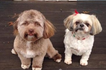 Sosyal medya karıştı! İnsan yüzlü köpek
