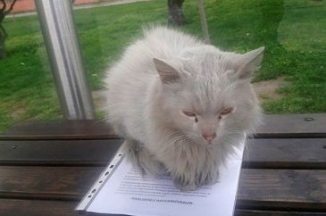 Durakta istenmeyen kedi için yazı astı, paylaşım rekoru kırdı