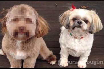 İnsan yüzlü köpek sosyal medyada fenomen oldu
