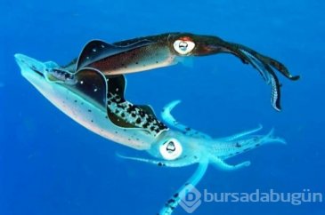 İşte dünyanın en zeki 25 hayvanı
