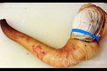 Dünyanın en tuhaf yiyeceğinin fiyatı dudak uçuklatıyor! 