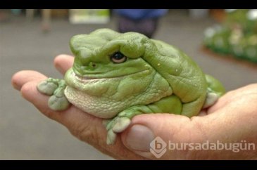 İşte dünyanın en garip canlıları! 