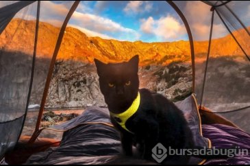 İnternetin yeni fenomeni: Maceracı kedi Simon
