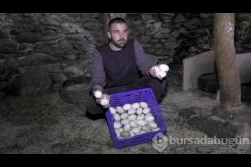 Evini satarak kaz çiftliği kurdu