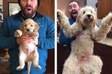 Birer canavara dönüşen sevimli köpekler