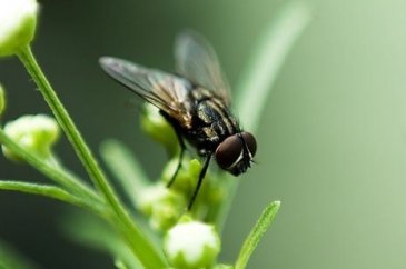 Bu bitkiler sayesinde onları uzak tutmak mümkün!