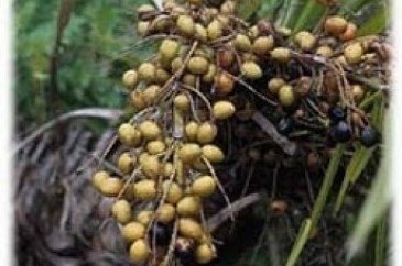 Şifa diye tüketiyoruz ama ölüme götürüyor!