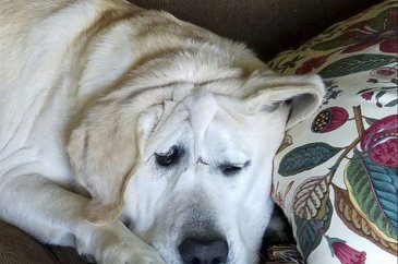 Köpeğin değişimi duygulandırdı