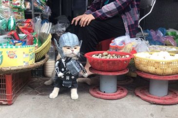 Balıkçı kedi artık film yıldızı oldu