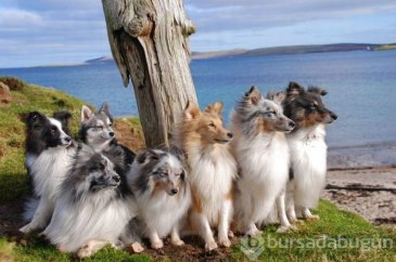İnternetin yeni gözdeleri ile tanışın: Model köpekler
