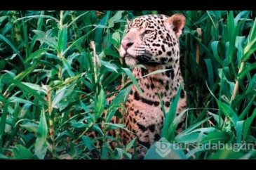 Jaguarın zor anları! Avlanmaya giderken başına gelmeyen kalmadı