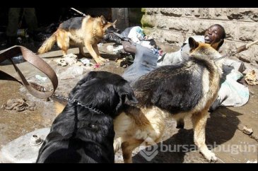Hayvanlar aleminin unutulmaz saldırıları