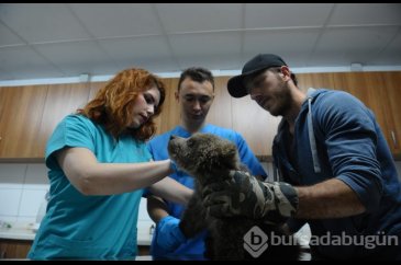 Bursa'da 3 yavru ayıya mikro cip takıldı