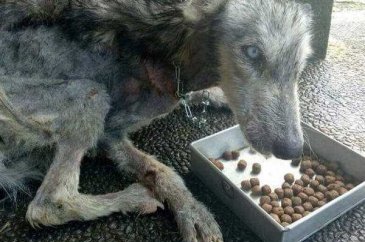 insanlık ölmemiş dedirten kareler