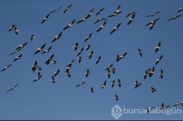 Bursa'da "Ak pelikanların dansı" gökyüzünü renklendirdi 
