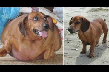 Kilolarıyla fenomen olan köpekler