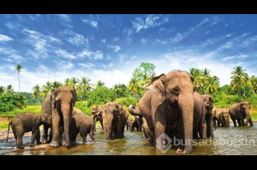 "Hindistan'ın gözyaşı": Sri Lanka