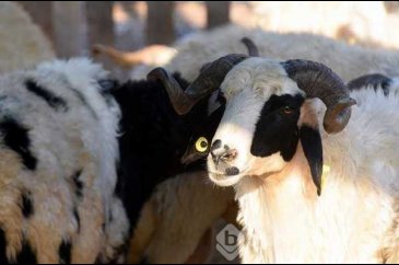 Kurbanlık fiyatları belli oldu!
