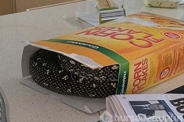 Bu ülkeye gidecekler dikkat! Her an karşınıza çıkabilir...
