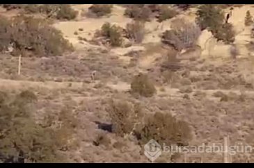 Bilim dünyasını şaşırtan gizemli yaratıkların sırrı ne?
