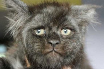 Görenler hayrete düşüyor! İşte insan yüzlü kedi
