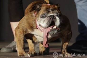 Dünyanın en çirkin köpeği Zsa Zsa öldü
