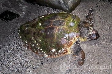 Bodrum'da biri ölü diğeri yaralı 2 caretta caretta bulundu
