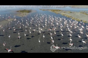 Tuz Gölü'nde flamingo şöleni