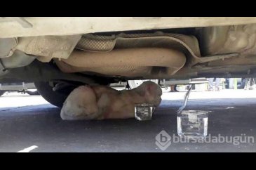 Kayıp kedi minibüsün kaportasından çıktı