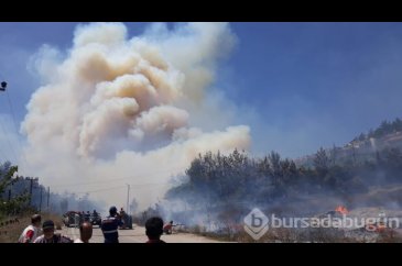 Bursa Mudanya'da orman yangını	