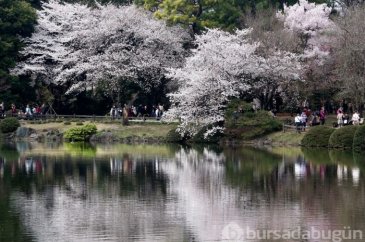 Japonya'da sakura şöleni