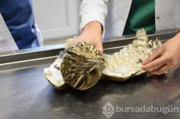 Yaralı puhu tedavi altında