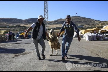 Kurban seçiminde nelere dikkat edilmeli? (Kimler kurban kesmeli, ku...