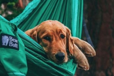 Doğa tutkunu kampçı köpekler (Köpeklerle kamp)