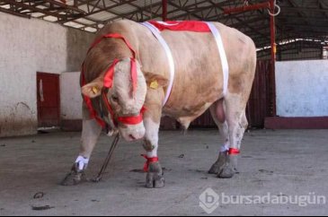 Bir ton 170 kilogramlık 'Kral' Eskişehir'de görücüye çıktı