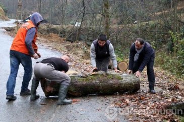 283 Kilo kütüğü sırtında taşıdı