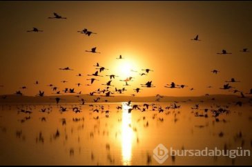 Flamingo cenneti Tuz Gölü'ne turist akını