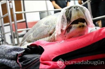 Kaplumbağanın midesinden çıkanlar şok etkisi yarattı!